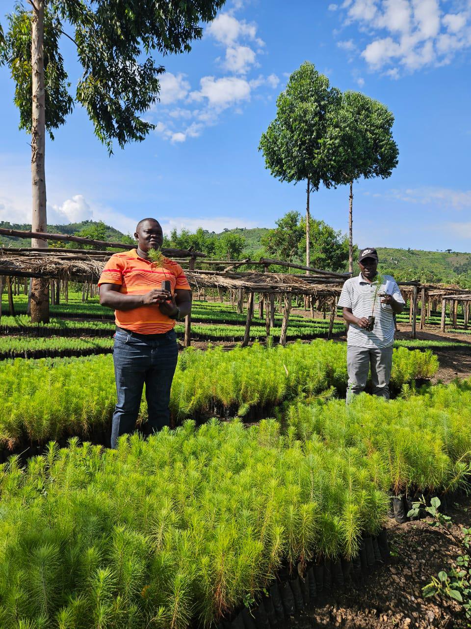 Tree seedlings project